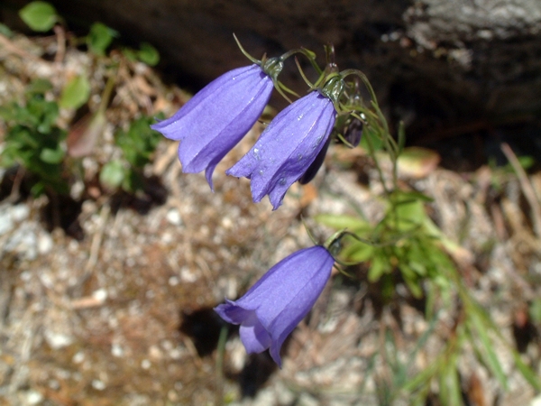 Campanula scheuchzeri / Campanula di Scheuchzer